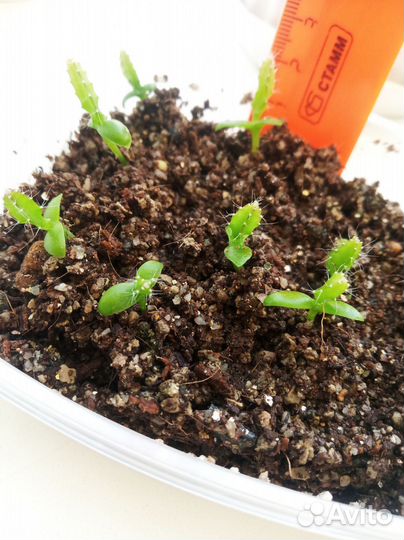 Питахайя (Драгонфрукт)