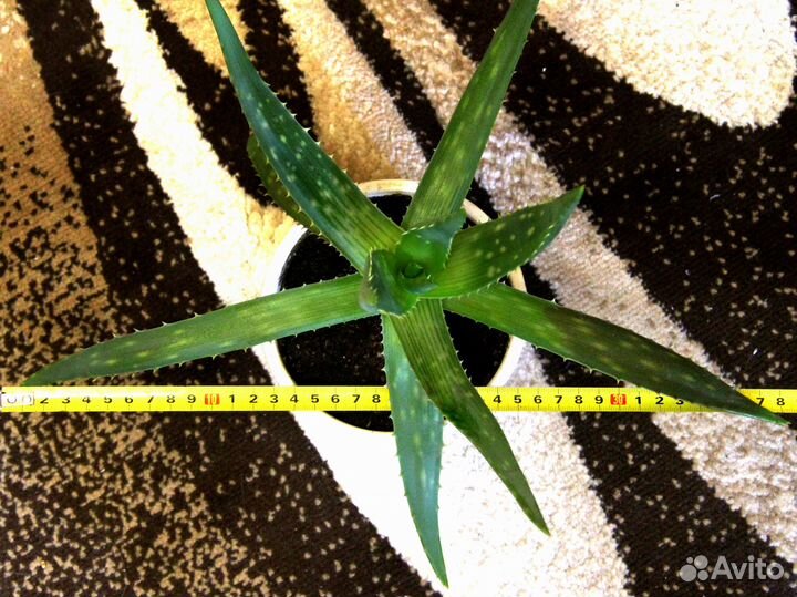 Цветок алоэ Вера