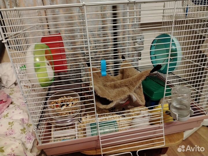 Джунгарские хомяки с клеткой