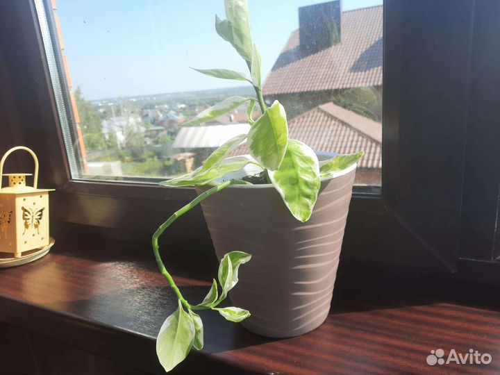 Комнатный цветок педилантус