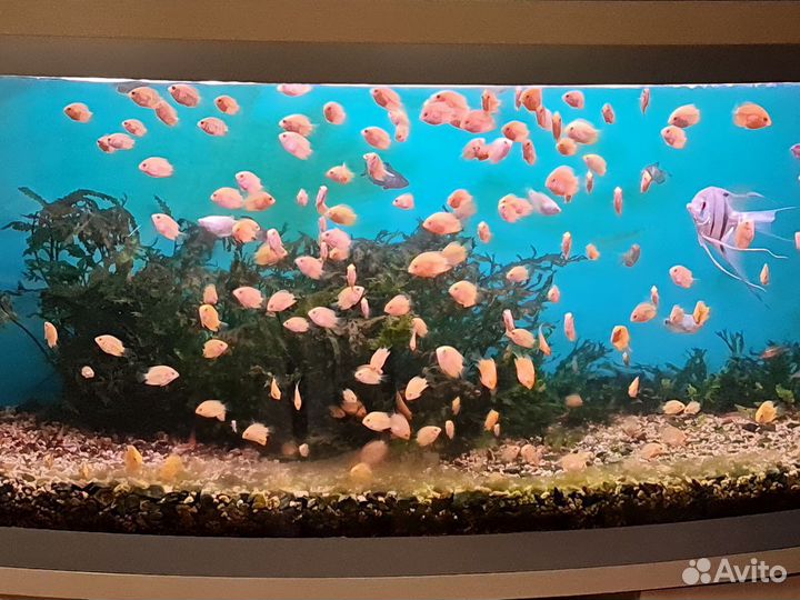 Рыбки «Цихлозома северум»