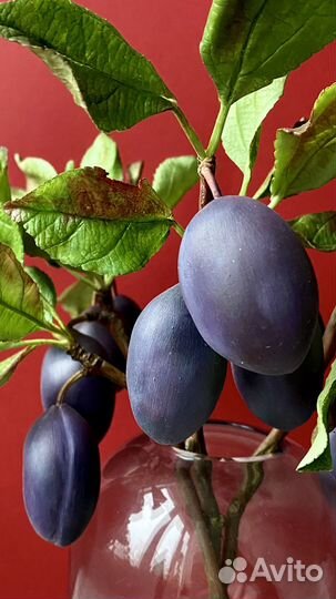 Ветки с плодами слив