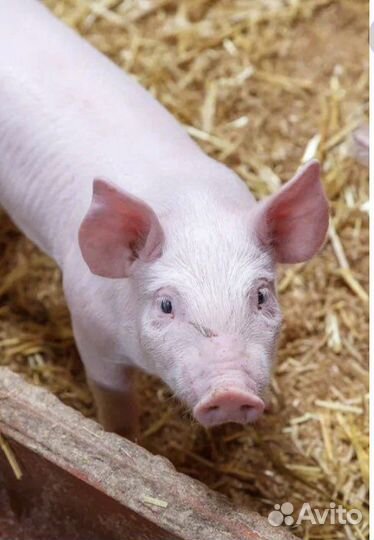 Крупные поросята