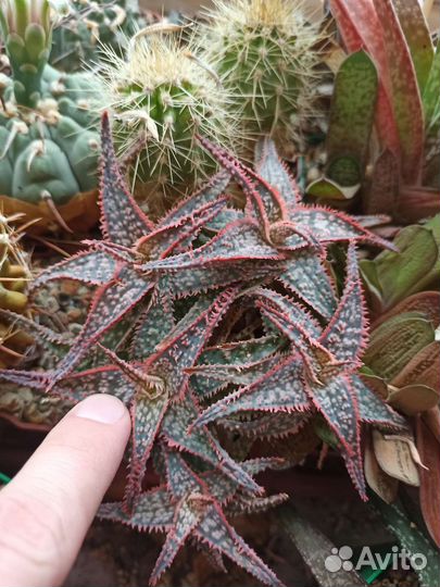 Суккуленты, адромискус, гастерия, кактус, хавортия