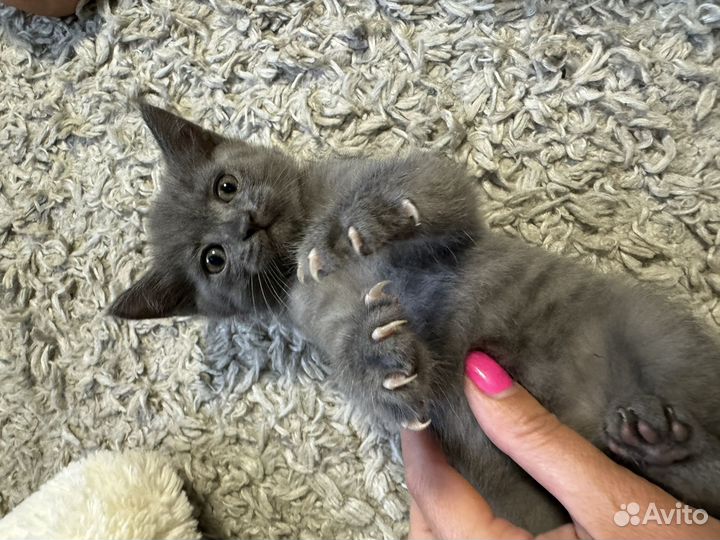 Кошечка от родителей шотландской породы