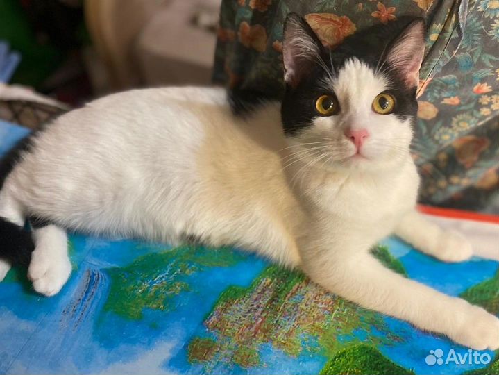 Мальчик в черно-белом(5,5 мес.) в добрые руки