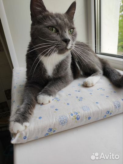 Кошечка в поисках дома