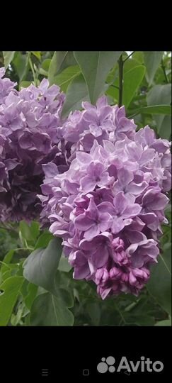 Продам саженцы сирени