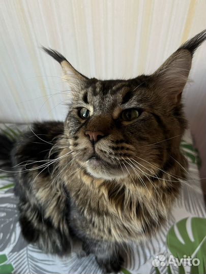 Мейн-кун вязка