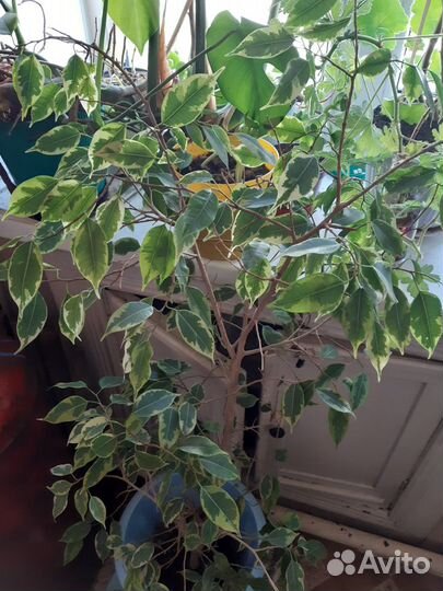 Комнатные цветы и черенки в ассортименте