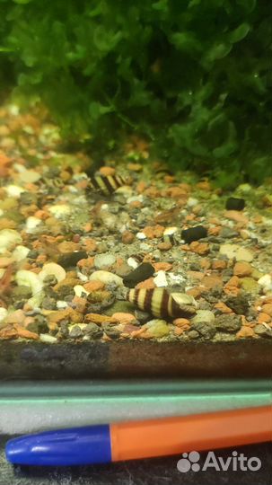 Улитки хилена