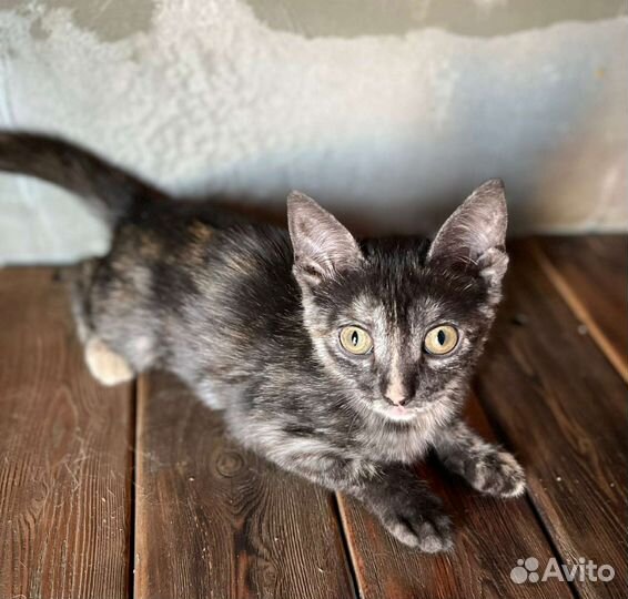 Котята в добрые руки бесплатно