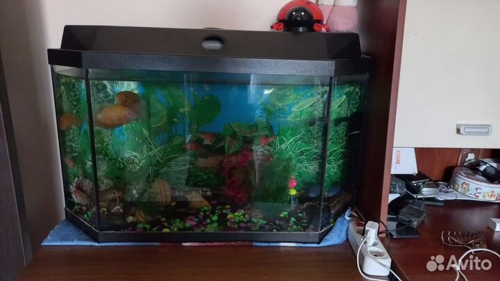 Аквариум