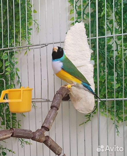 Амадины Гульда