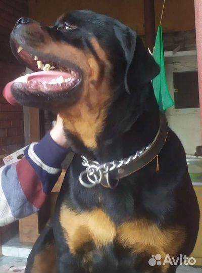 Ротвейлер вязка