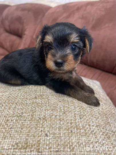Йоркширский терьер мини беби фейс щенки