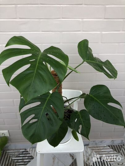 Монстера Делициоза (Monstera Deliciosa)