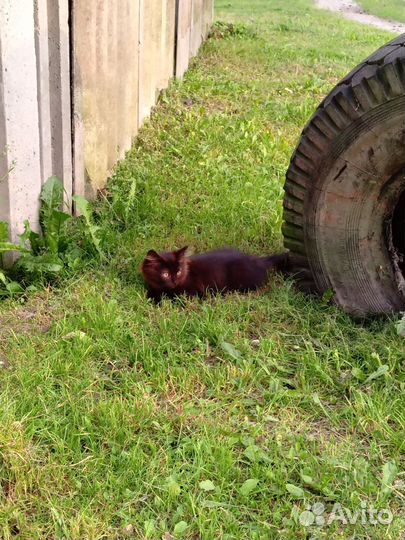 Котята в добрые руки 1.5 месяца