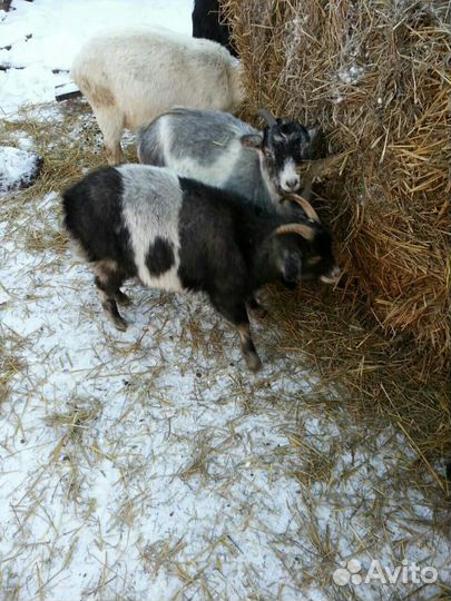 Продам козу