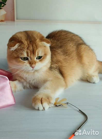 Шотландская девочка