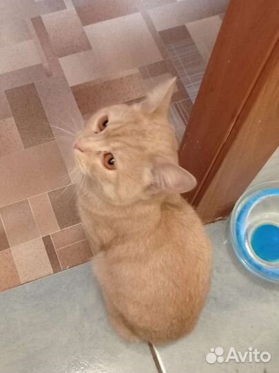 Котик