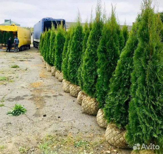 Туя оптом