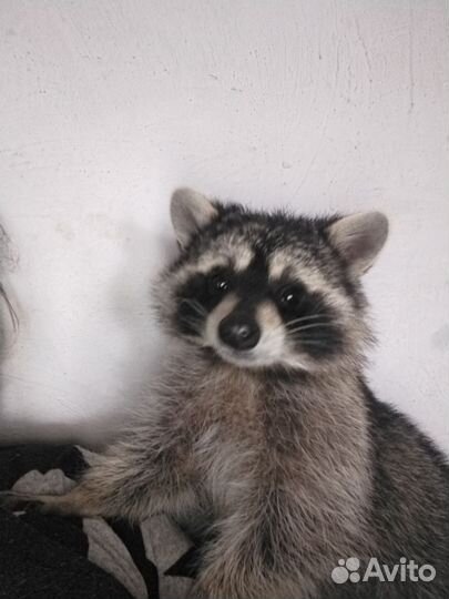 Енот паласкун