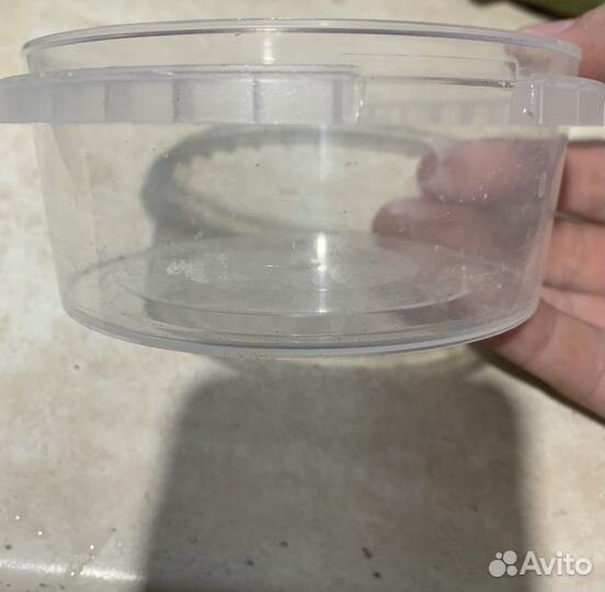 Грендальский червь