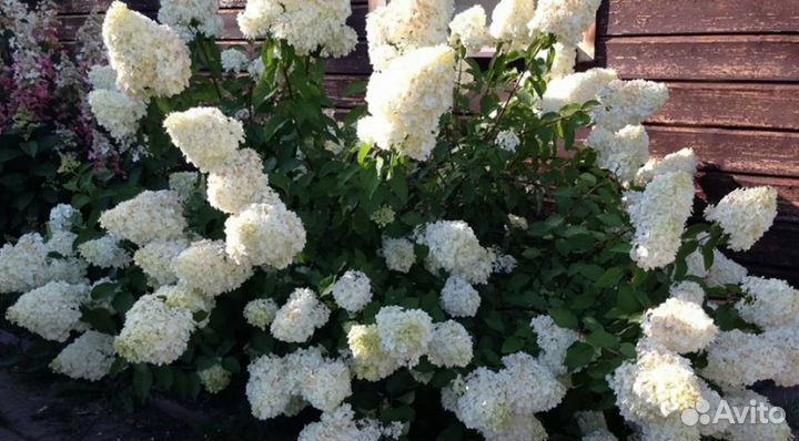 Кустарники декоративные