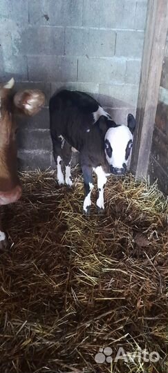 Бычок и тёлочка