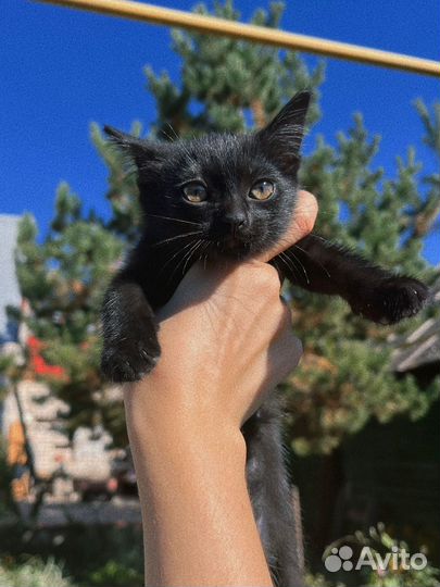 Котенок в добрые руки