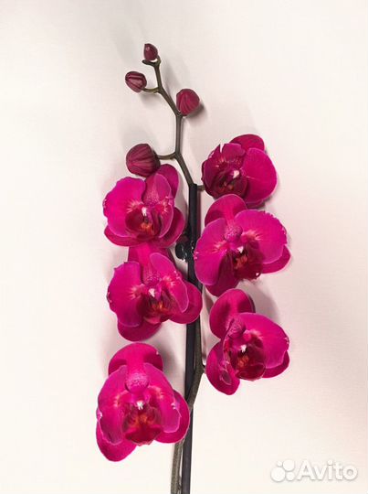Орхидея фаленопсис бабочка стелленбош купить в Рязани | Товары для дома и  дачи | Авито