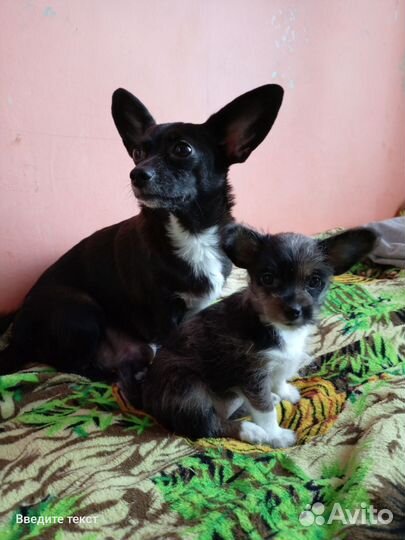 Щенки чихуахуа и терьера