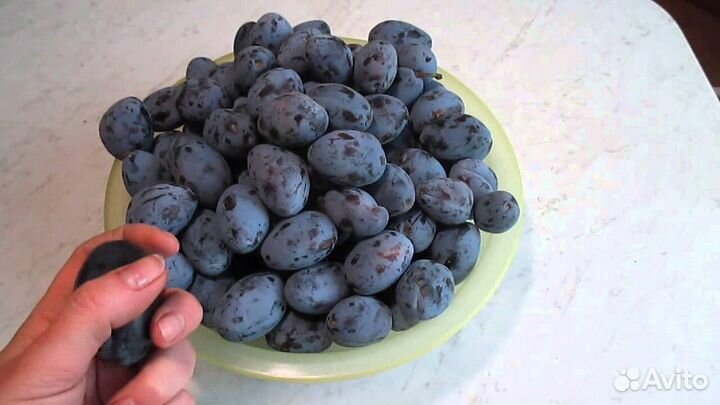 Слива и вишня в контейнерах