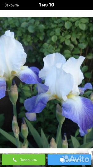 Ирис 100