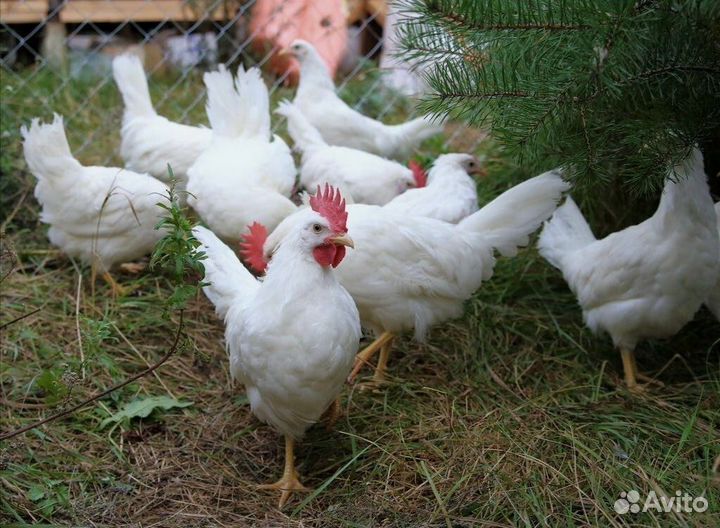 Куры несушки