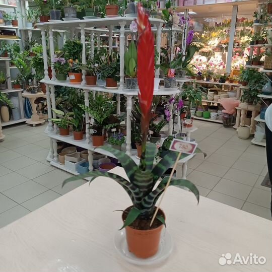 Горшечные цветы и горшки