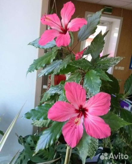 Гибискусы китайская роза (ассорти)