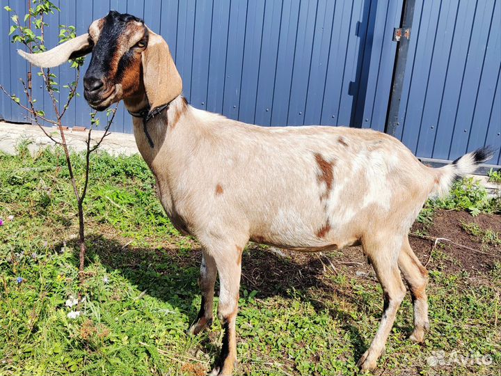 Козы нубийские крытые