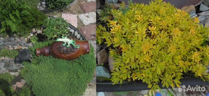 Почвопокровные растения