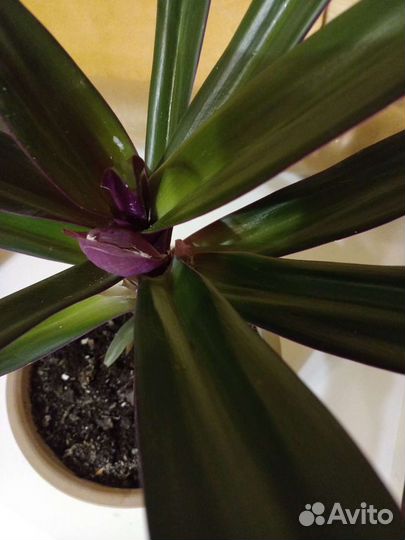 Традесканция