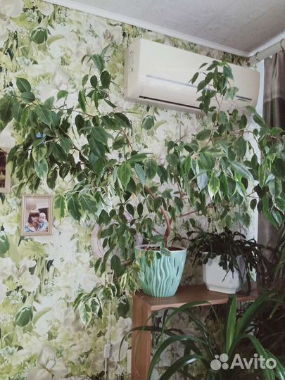 Фикус бенджамина пестролистный