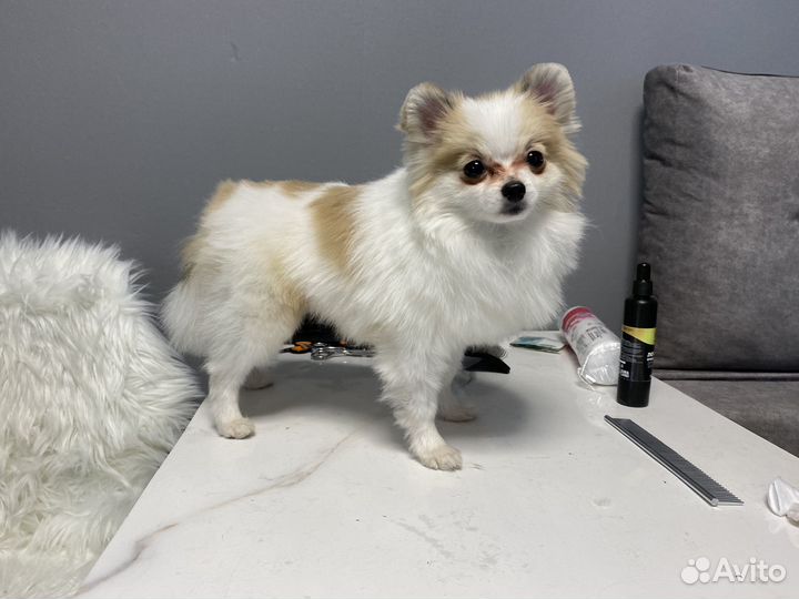 Грумер стрижка собак и кошек