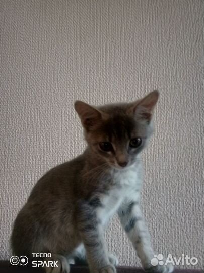 Кошка в дар бесплатно