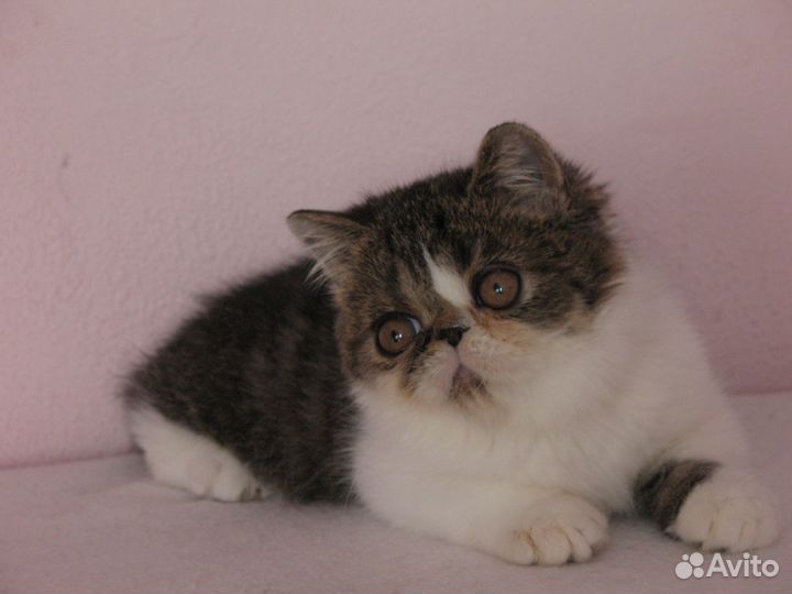 Экзотический котик