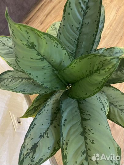 Аглаонема фридман