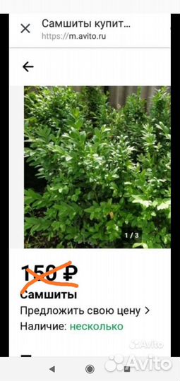 Живая изгородь Самшит