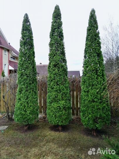 Садовник, профи