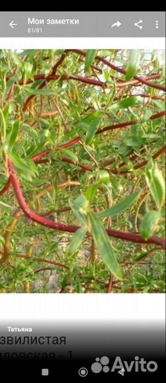 Ива извилистая (Свердловская)