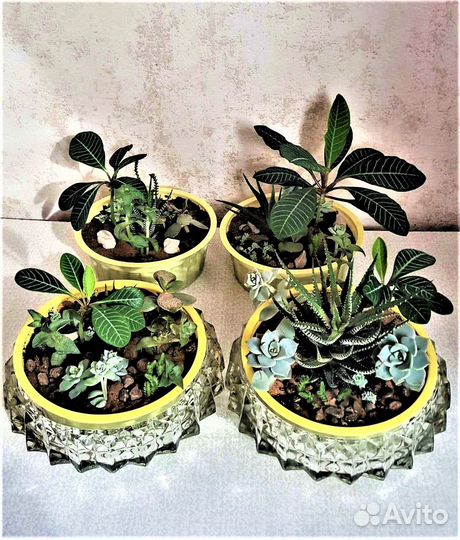 Садик из комнатных растений